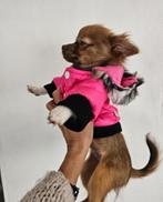Chihuahua teef 6 maanden  1 kg, Dieren en Toebehoren, Honden | Chihuahua's en Gezelschapshonden, Rabiës (hondsdolheid), Teef, België