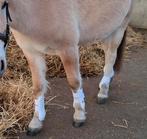 Horsegear peesbeschermers + strijklappen (wit), Ophalen, Zo goed als nieuw