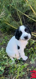 Engelse spinger spaniel Pup, Overige rassen, CDV (hondenziekte), 8 tot 15 weken, Meerdere dieren
