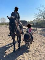Paard / pony te lease / verzorgpaard aangeboden, Ophalen, Zo goed als nieuw