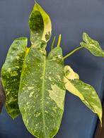 Philodendron Jose Buono p15 (1)