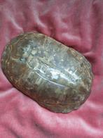 Schildpad Schild uit verzameling  ca 1900 orgineel 21-15 cm, Antiek en Kunst, Ophalen of Verzenden