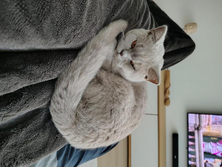 Britse korthaar, Dieren en Toebehoren, Katten en Kittens | Raskatten | Korthaar, Poes, 0 tot 2 jaar, Gechipt, Ontwormd, Ingeënt