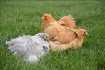 Cochin krielen | Vriendelijke kippen | Passend advies, Meerdere dieren, Kip