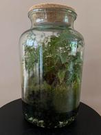 Planten terrarium industrieel deco 41cm bij 23 cm, Huis en Inrichting, Ophalen, Zo goed als nieuw