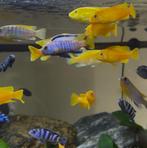 Malawi cicliden, Dieren en Toebehoren, Vis