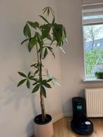 Mooie grote Yucca plant in pot, Ophalen, Halfschaduw, In pot, Yucca