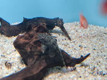L519 Algeneter, L519 Ancistrus sp. Rio Itenez beschikbaar voor biedingen