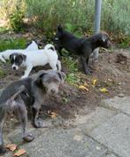 Leuke kruising mix pups, 8 tot 15 weken, Meerdere, Meerdere dieren, Klein