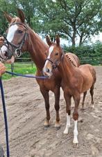 Fokmerrie/draagmerrie (Hamlet), Dieren en Toebehoren, Paarden, Recreatiepaard, 11 jaar of ouder, Merrie, Gechipt