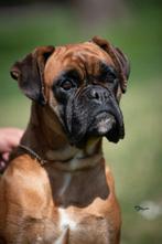 Duitse boxer meisje, Dieren en Toebehoren, Nederland, Rabiës (hondsdolheid), Overige rassen, 1 tot 2 jaar