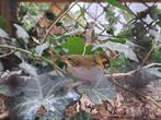 cubavink EK 2025, Dieren en Toebehoren, Vogels | Overige Vogels, Mannelijk, Tropenvogel, Geringd