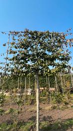 Parrotia persica leibomen in verschillende maten!, Tuin en Terras, Planten | Bomen, Ophalen of Verzenden, Volle zon, Overige soorten
