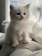 Kittens op zoek naar een liefdevol huis, Meerdere dieren, Ontwormd