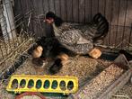 Warm thuis gezocht voor kuikens, verschillende leeftijden, Meerdere dieren, Kip