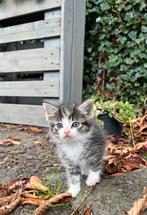 Boerderij kitten, Kater, Ontwormd, 0 tot 2 jaar