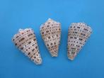 Schelpen: Conidae, Verzenden, Schelp(en)