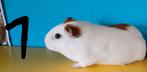 Lieve handtamme cavia's, Cavia, April, Meerdere dieren, Tam