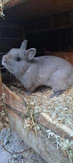 Meerdere Kleurdwergen konijnen dwergkonijn konijn, Dieren en Toebehoren, Konijnen, Meerdere dieren, Dwerg, 0 tot 2 jaar