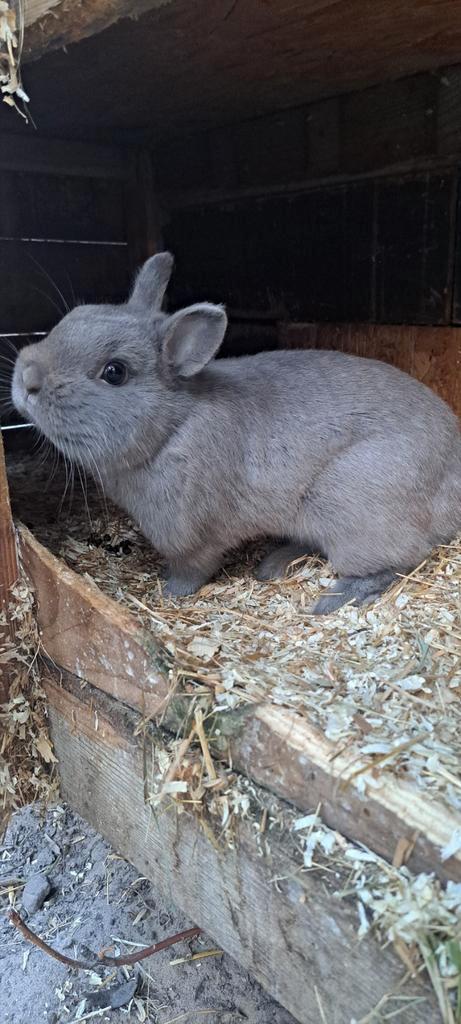 Meerdere Kleurdwergen konijnen dwergkonijn konijn, Dieren en Toebehoren, Konijnen, Dwerg, Meerdere dieren, 0 tot 2 jaar
