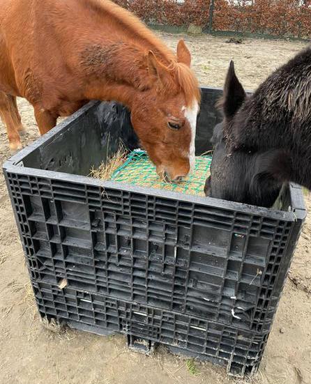 Slowfeeder, Dieren en Toebehoren, Paarden en Pony's | Overige Paardenspullen, Zo goed als nieuw, Overige soorten, Ophalen of Verzenden