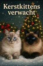 Kittens verwacht! Kruising Ragdoll/sibirische neva masqurade, Dieren en Toebehoren, Meerdere dieren, Ontwormd