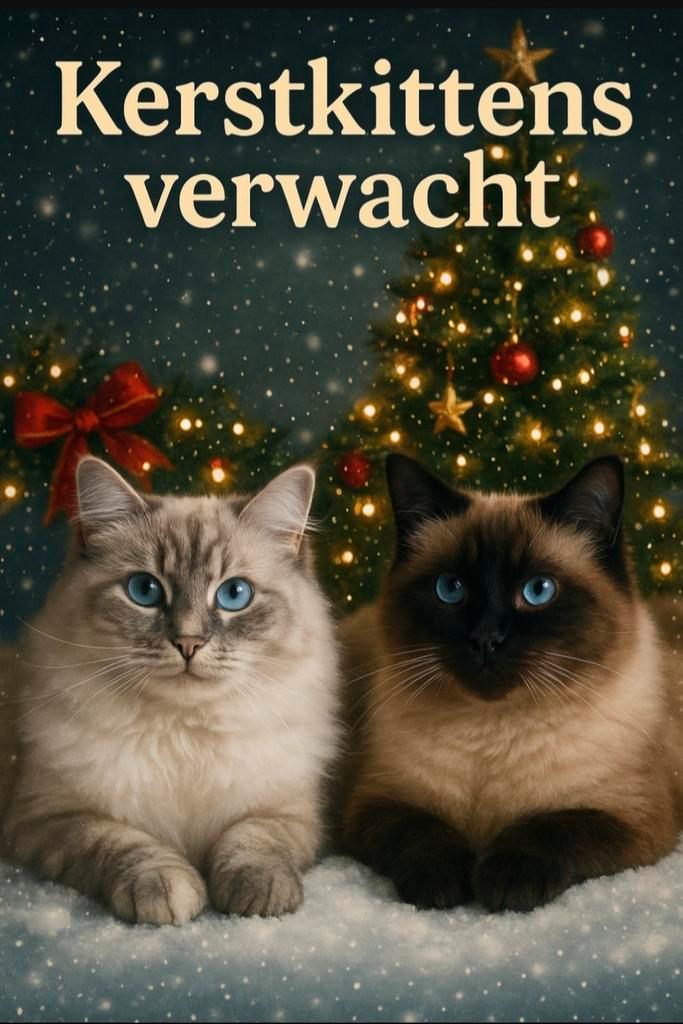 Kittens verwacht! Kruising Ragdoll/sibirische neva masqurade, Dieren en Toebehoren, Katten en Kittens | Raskatten | Langhaar, Meerdere dieren