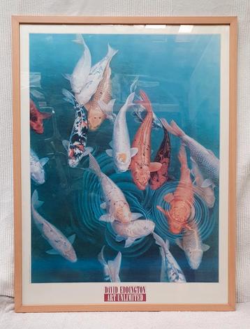 David Eddington koi. beschikbaar voor biedingen