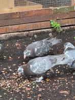 Kelebek duiven, Dieren en Toebehoren, Meerdere dieren