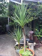 Cordyline Australis, Ophalen of Verzenden, Volle zon, Palmboom