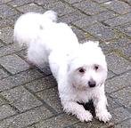 Maltezer dekreu. Rasecht. Ter dekking aangeboden., Dieren en Toebehoren, Honden | Dekreuen, Reu, CDV (hondenziekte), Eén hond
