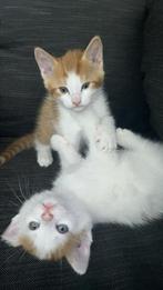 Deze 5 kittens zoeken nog een leuk huisje, Dieren en Toebehoren, Meerdere dieren, 0 tot 2 jaar