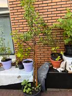 Perenboom 3 jaar oud, Lente, Volle zon, Ophalen of Verzenden, 100 tot 250 cm