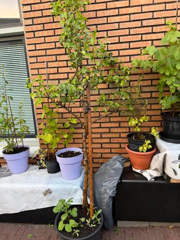 Perenboom 3 jaar oud beschikbaar voor biedingen