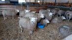 tekoop drachtige swifter ooien, Vrouwelijk, Schaap, 0 tot 2 jaar