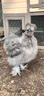 Zijdehoen haan, Dieren en Toebehoren, Vogels | Overige Vogels, Mannelijk