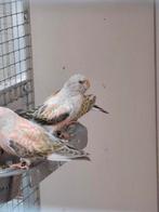 Bourke opaline pop, Vrouwelijk, Parkiet