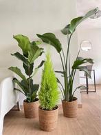 3for 120- Ficus Lyrata & Cupressus& Strelitzia Nicolai, Minder dan 100 cm, Ficus, Ophalen of Verzenden, Halfschaduw