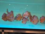 Discusvissen, Dieren en Toebehoren, Vissen | Aquariumvissen, Vis, Zoetwatervis, Schoolvis