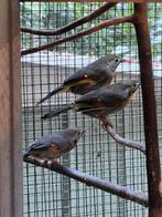 Japanse nachtegalen, Dieren en Toebehoren, Vogels | Overige Vogels, Meerdere dieren