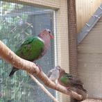 1koppel groenvleugel duifen en 1jonge van dit jaar, Meerdere dieren