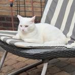 Super lieve kat, Dieren en Toebehoren, Katten en Kittens | Overige Katten, Kater, Kortharig, 3 tot 5 jaar