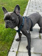 Dekreu Franse Bulldog, Particulier, Rabiës (hondsdolheid), 3 tot 5 jaar, Reu