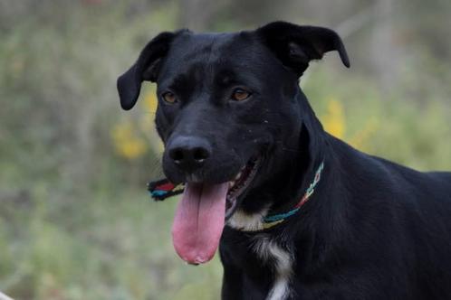 Arrel, een knuffelige, lieve, rustige meid....., Dieren en Toebehoren, Honden | Niet-rashonden, Middel, Teef, Particulier, Eén hond