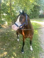 Te koop: super lieve welsh pony’s, Dieren en Toebehoren, Pony's, Merrie, Recreatiepony, 3 tot 6 jaar