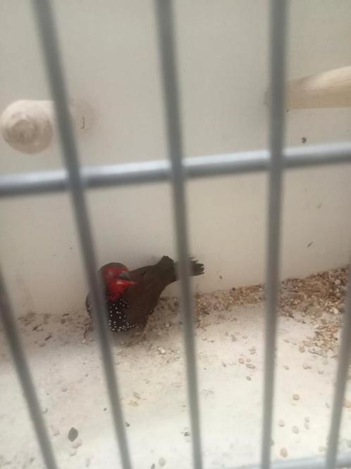 Emblema picta man, Dieren en Toebehoren, Vogels | Overige Vogels, Tropenvogel, Mannelijk