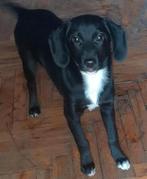 Lara zoekt baasje, Dieren en Toebehoren, Honden | Niet-rashonden, Particulier, 15 weken tot 1 jaar, Buitenland, Teef