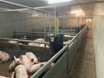 Stalinrichting varkens: kunstof hokken silo isolatie voerm., Dieren en Toebehoren, Schapen, Geiten en Varkens, Varken