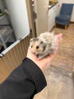 Jonge tamme goudhamsters man, Hamster, Juni, Meerdere dieren, Tam