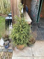 Gratis kerstboom, Tuin en Terras, Planten | Bomen, Ophalen, Volle zon, Overige soorten, 100 tot 250 cm